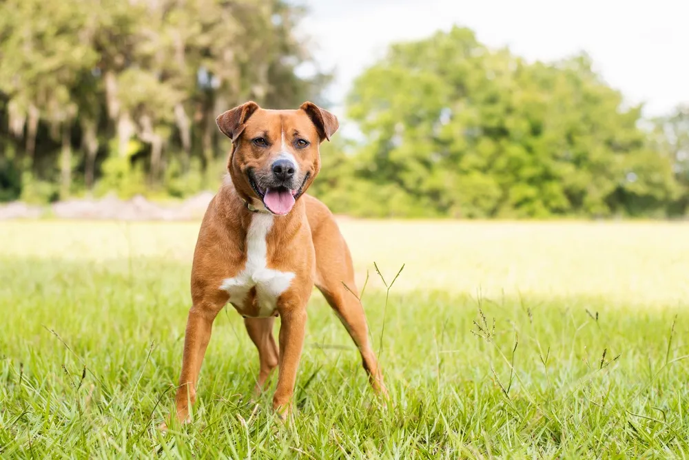 Beagle Bull
